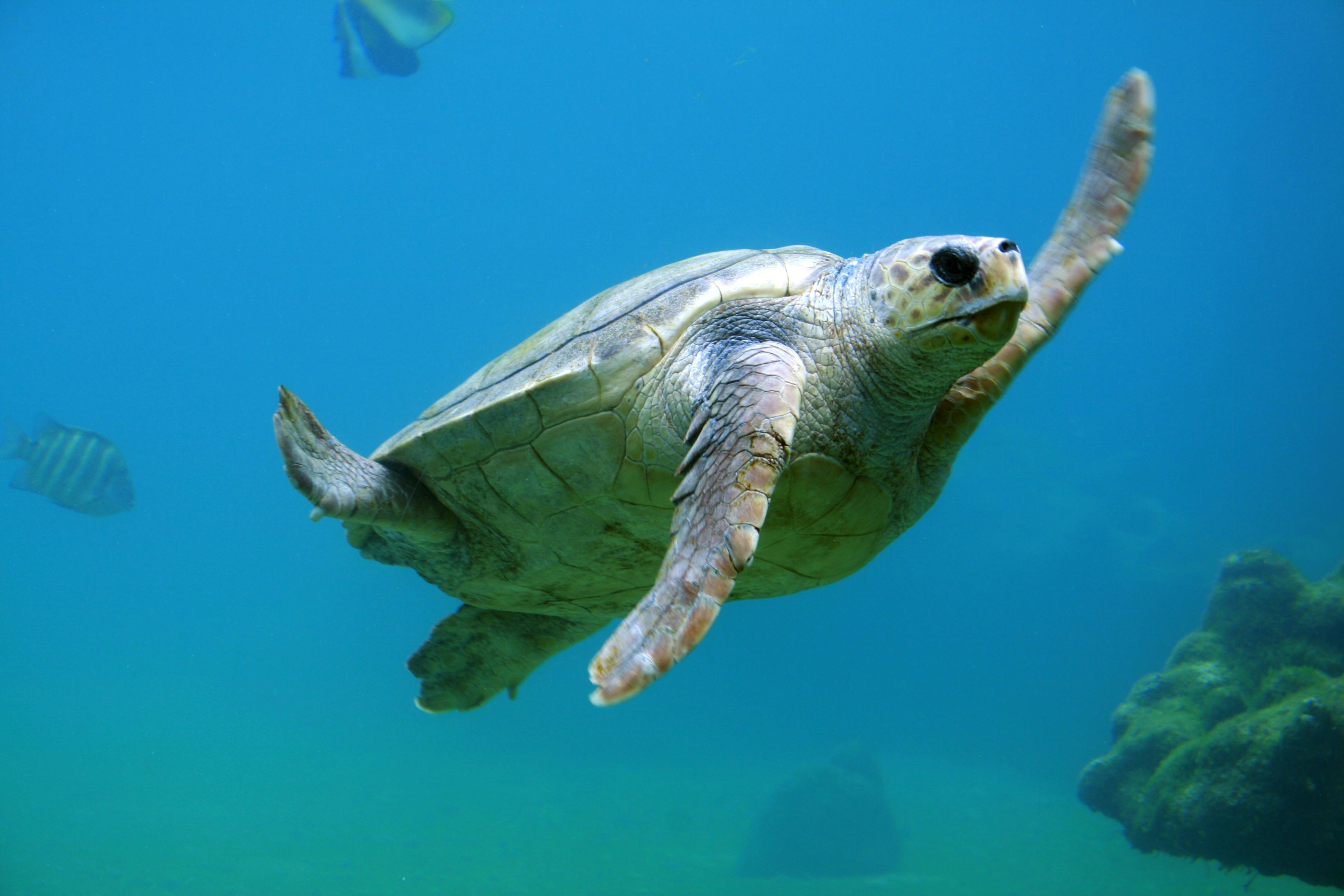 Diving Tours