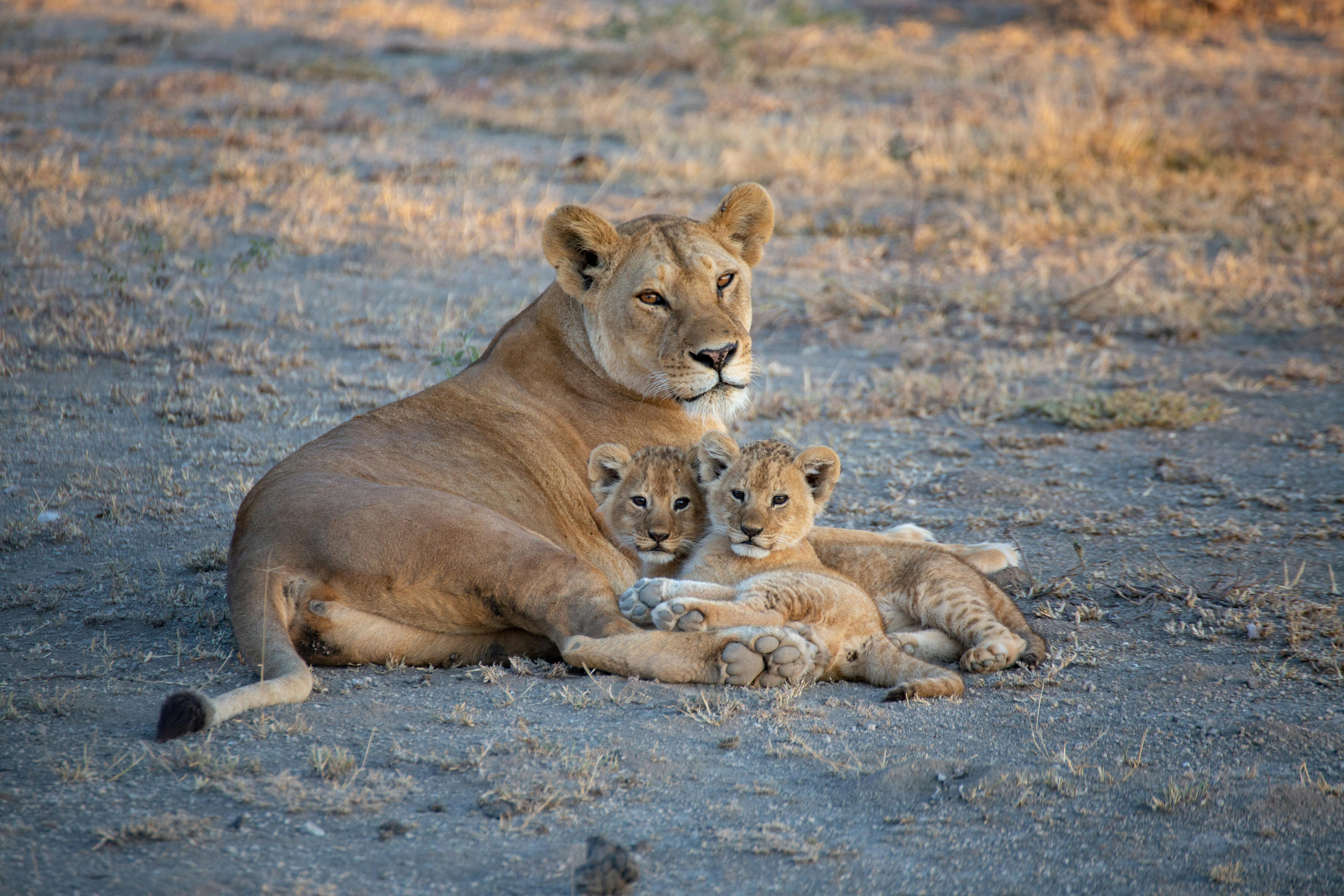 Safari Tours